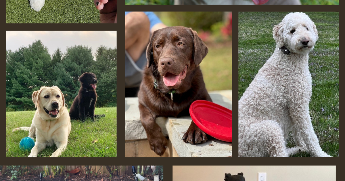 national-pet-photo-day-advocap-insurance-agency-inc